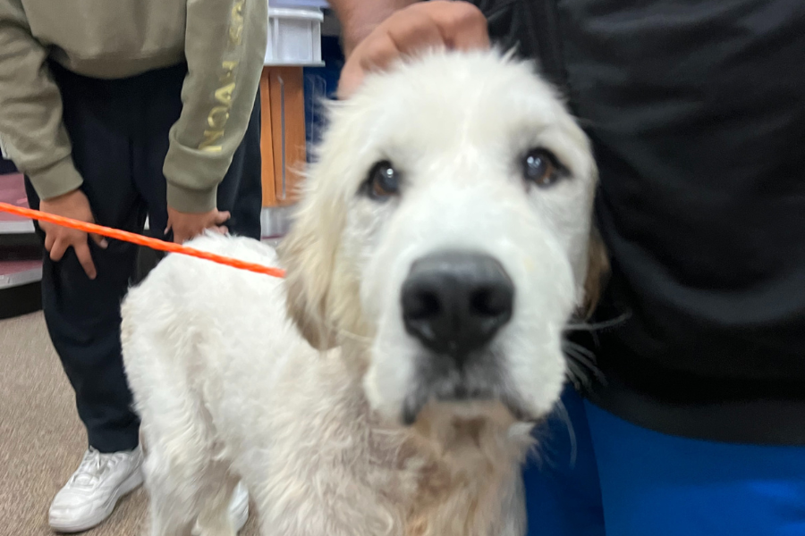 A white dog. 